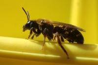 Halictus scabiosae