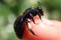 Andrena pilipes