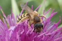 Halictus scabiosae