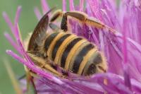 Halictus scabiosae