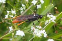 Amblyjoppa fuscipennis