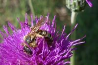 Halictus scabiosae