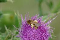 Halictus scabiosae