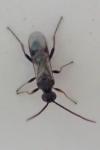 Microgastrinae