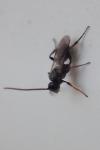 Microgastrinae