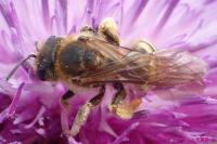 Halictus scabiosae