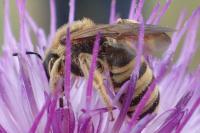 Halictus scabiosae