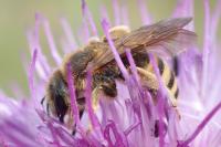 Halictus scabiosae