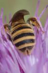 Halictus scabiosae