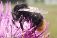 Bombus groupe lapidarius