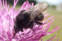 Bombus groupe lapidarius