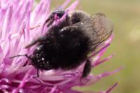 Bombus groupe lapidarius