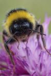 Bombus groupe terrestris