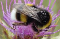 Bombus groupe terrestris