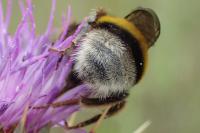 Bombus groupe terrestris