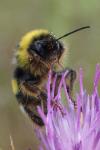 Bombus groupe terrestris