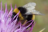 Bombus groupe terrestris