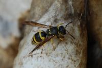 Ancistrocerus