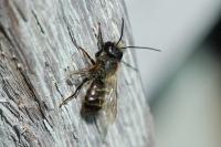 Osmia