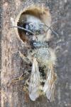 Osmia