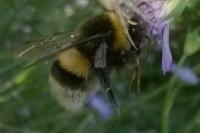 Bombus groupe terrestris