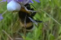 Bombus groupe terrestris