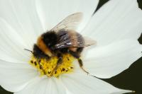 Bombus groupe terrestris