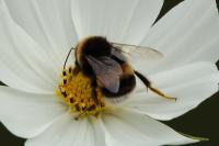 Bombus groupe terrestris