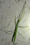 Clonopsis gallica