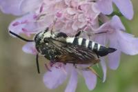 Coelioxys