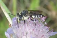 Coelioxys