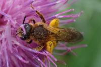 Halictus scabiosae