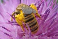 Halictus scabiosae