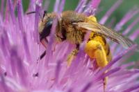 Halictus scabiosae