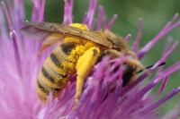 Halictus scabiosae
