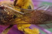 Halictus scabiosae