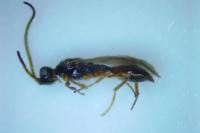 Braconidae