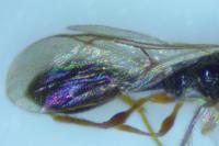 Braconidae