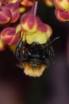 Andrena