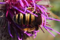 Halictus scabiosae