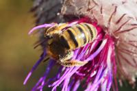 Halictus scabiosae