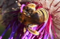Halictus scabiosae