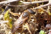 Halictus scabiosae