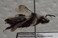 Andrena cineraria