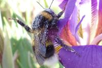 Bombus groupe terrestris