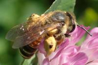 Andrena