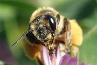 Andrena