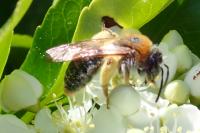 Andrena haemorrhoa