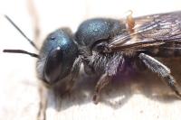 Osmia