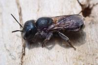 Osmia